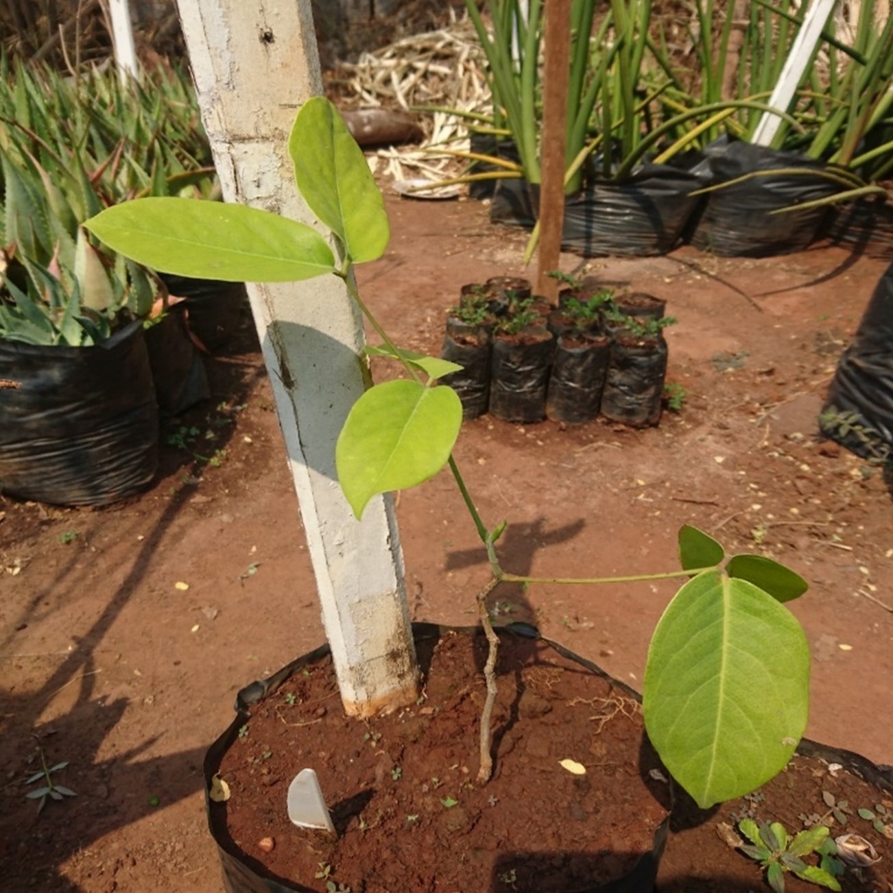 A pot with a single seedling growing showing the leaves with pairs of leaflets
